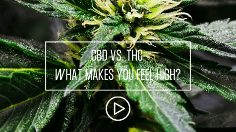 CBD VS. THC. feel high