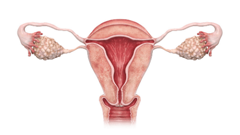 cervical cancer, hpv, human papillomavirus, cannabis and womens health